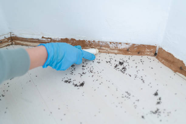 Best Local Pest Control Services  in Bally, PA